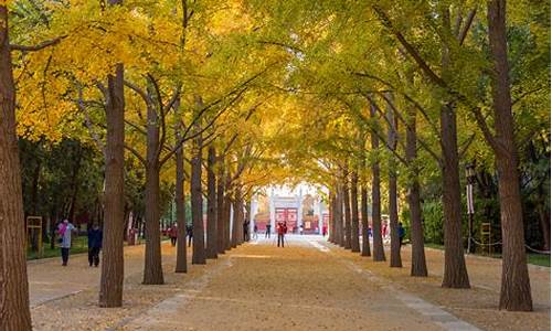 北京地坛公园银杏大道_北京地坛公园银杏大