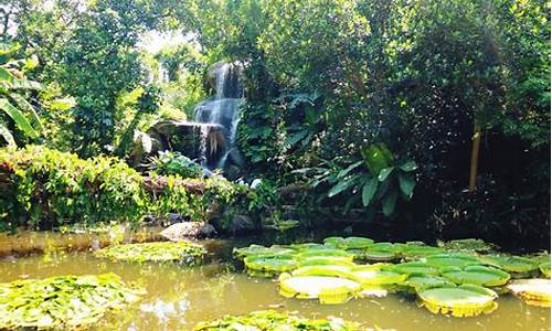 厦门植物园旅游攻略_厦门植物园旅游攻略一日游