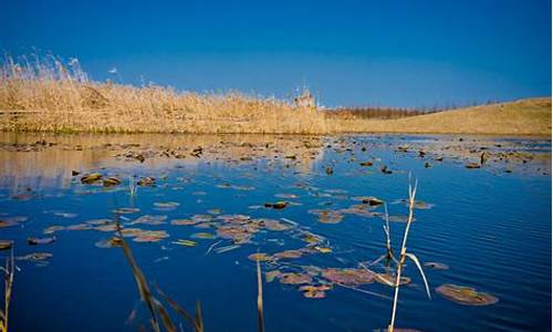 上海湿地公园有哪些景点_上海湿地公园有哪些景点好玩